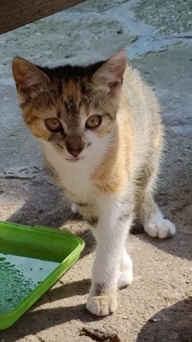 Uratujesz je? Lili i Lola