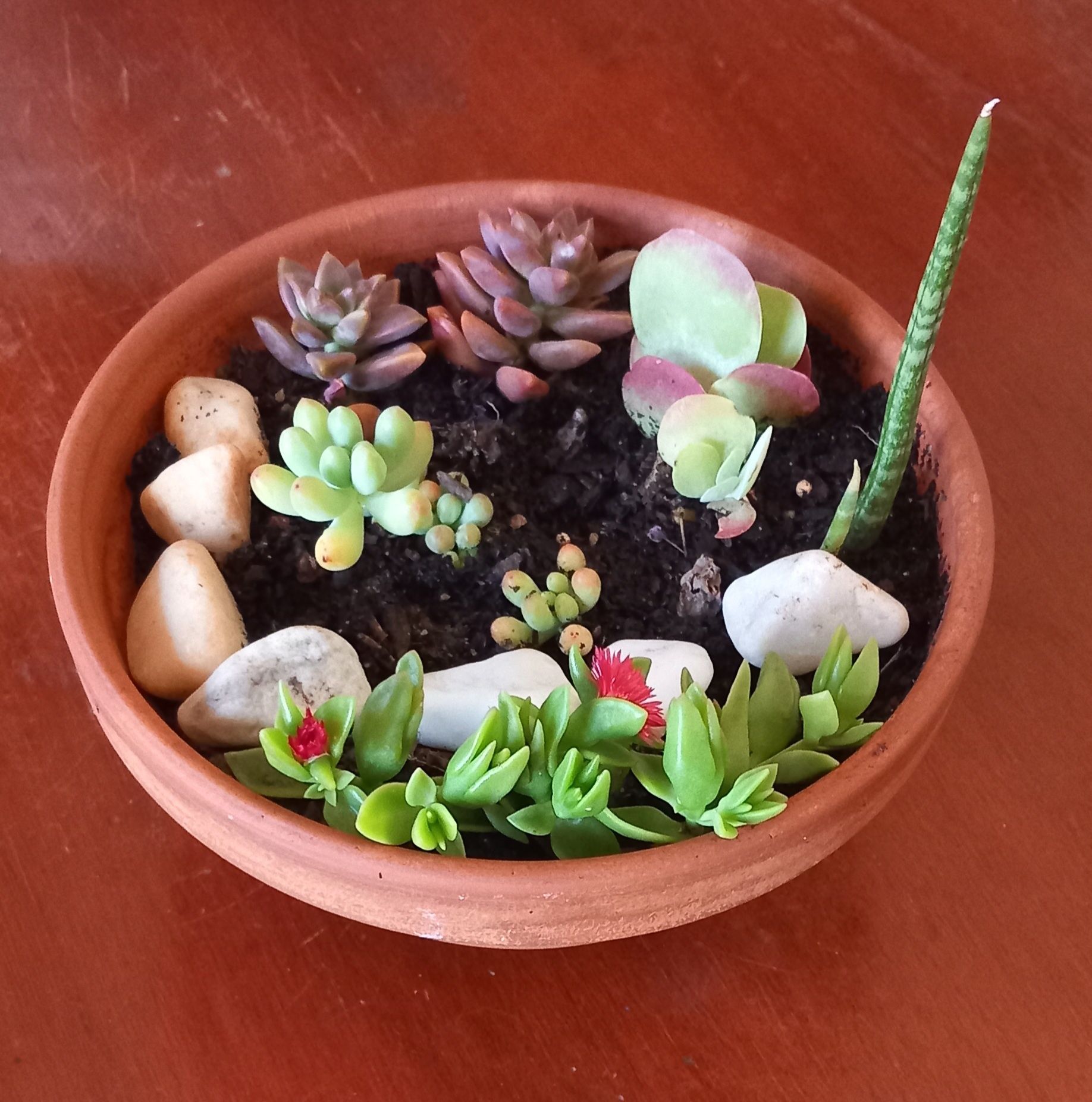 Mini jardim de suculentas em base de barro 6€