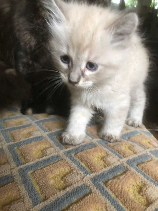 Котенок нежно беловатого окраса, от породистого кота