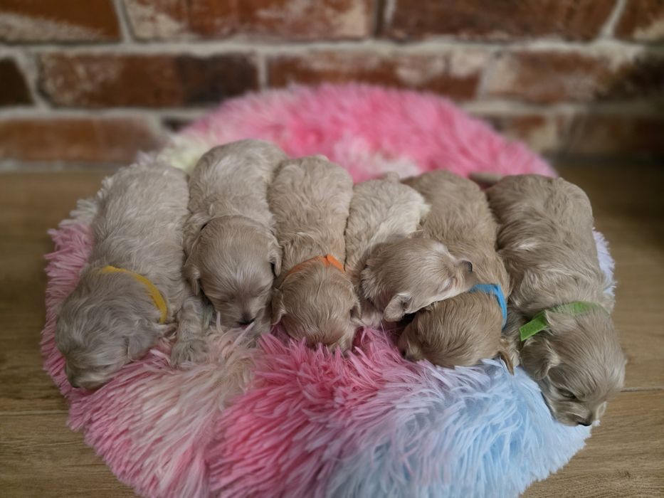 Maltipoo f1 piesek  do rezerwacji!!!