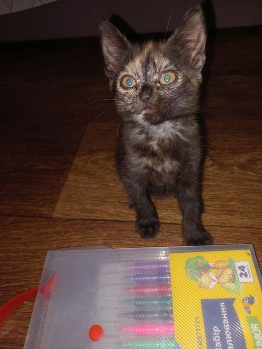 Відам в добрі руки маленьких кошенят 2 дівчинки та один хлопчик