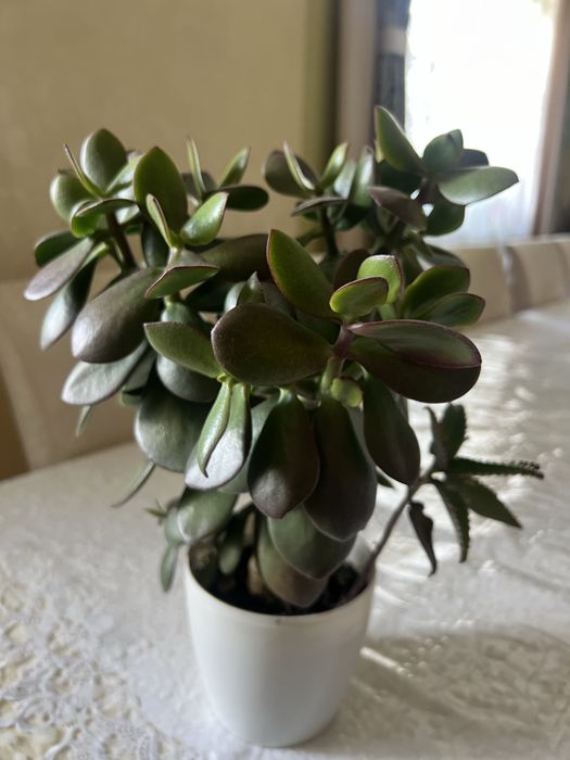 Грошове дерево, кімнатні рослини