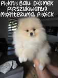 Szpic miniaturowy - Pomeranian - przepiękny mini piesek z rodowodem.