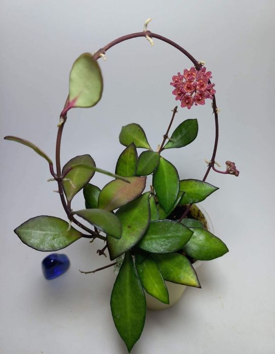 Продам Хойя Нуна пинк Hoya Noona pink