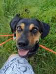 Kiwi do adopcji! Sandomierz