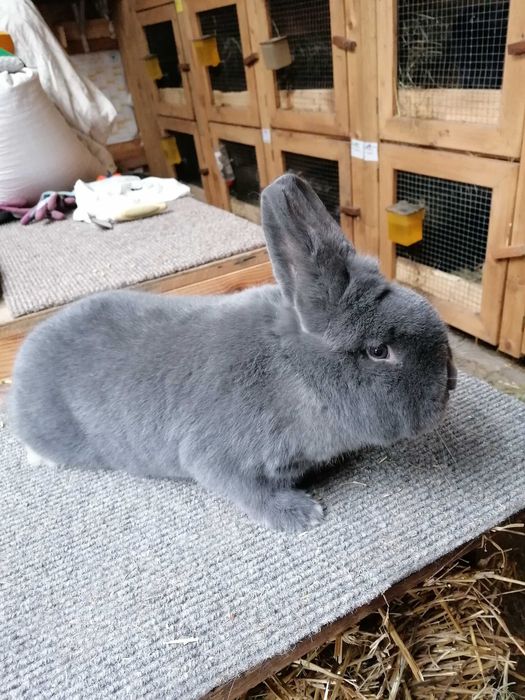 Króliki Wiedeńskie niebieskie