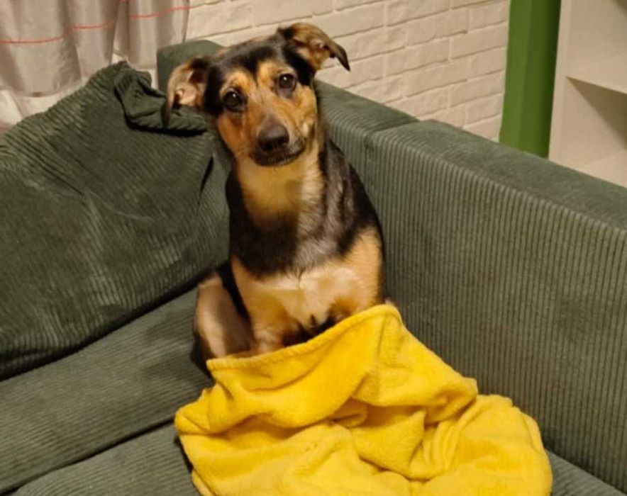 Oddam suczkę do Adopcji, Bajka szuka nowego domu