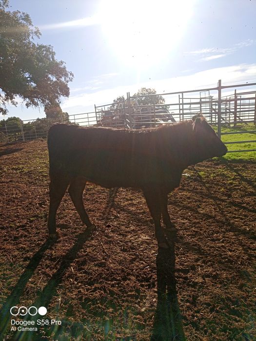 Vitelos cruzados limousine com angus