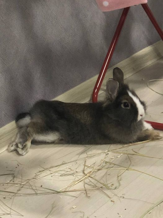 Продаю декоративного кролика