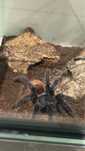 Chromatopelma cyaneopubescens samica okolo 5DC z terrarium