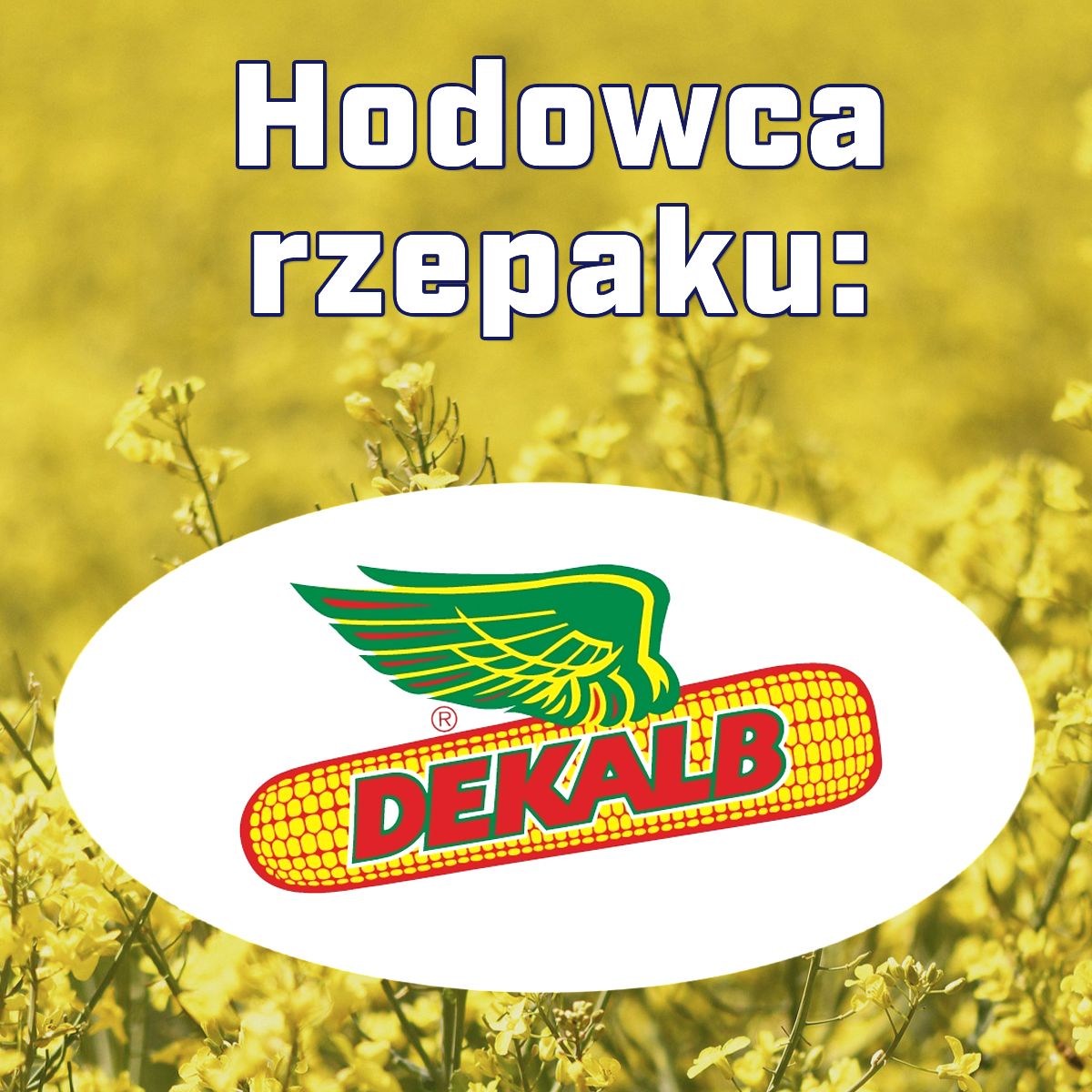Rzepak ozimy DK Sephor F1 C1 opak 1,5mln Scenic Gold Buteo Start, Zinc