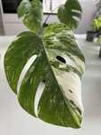 Monstera variegata
