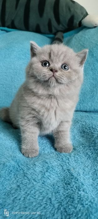 Macho British Shorthair lilac