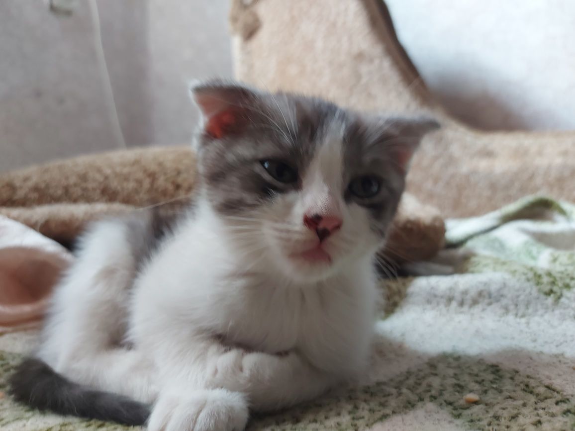Отдам бесплатно котиков