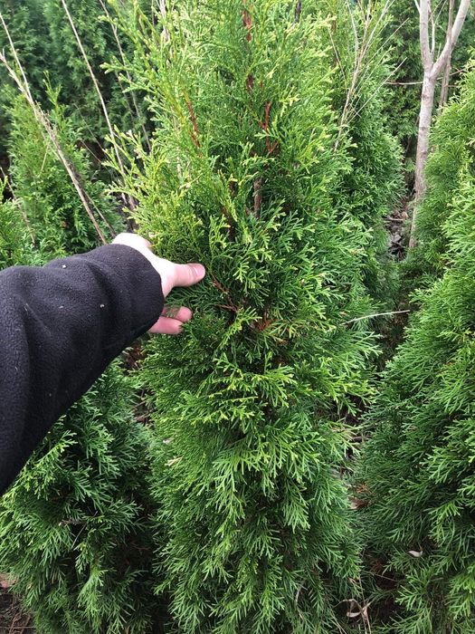 Tuja tuje szmaragd PROMOCJA TANIO