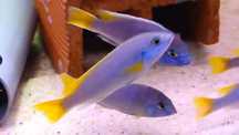 Pseudotropheus acei luwala. Pyszczaki z Malawi