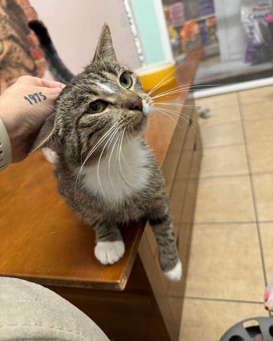 Kinga - zwariowanie kicia szuka zbzikowanego człowieka