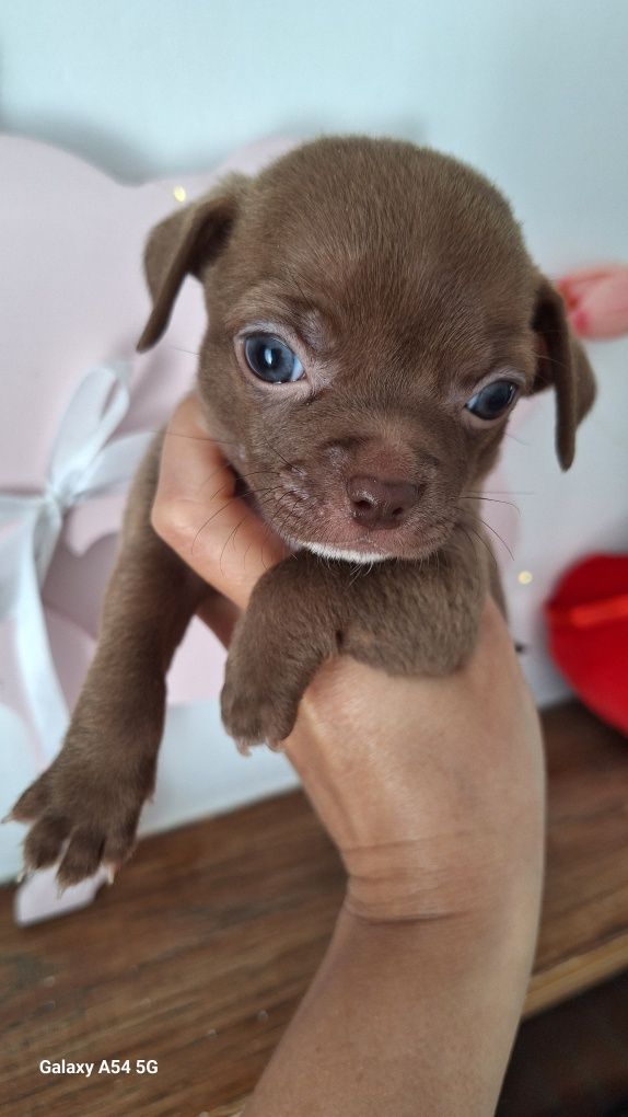 Chłopiec chihuahua czekolada 
Gotowy do odbioru