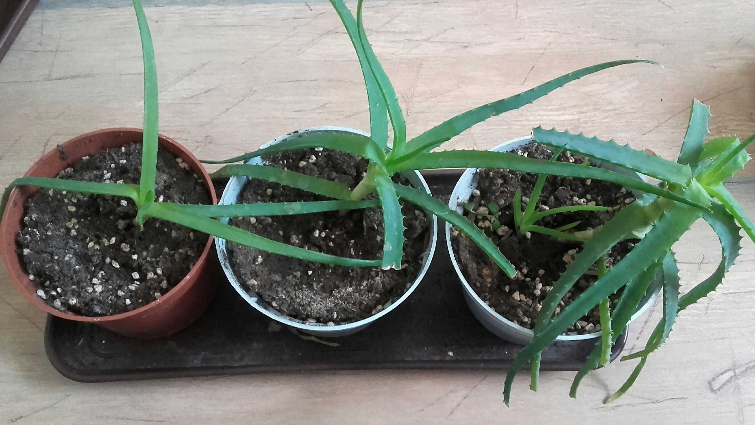 Aloes leczniczy, zwyczajny, roślina w doniczce