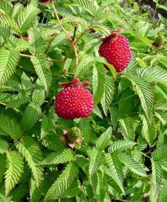 malinotruskawka zestaw 10 szt.