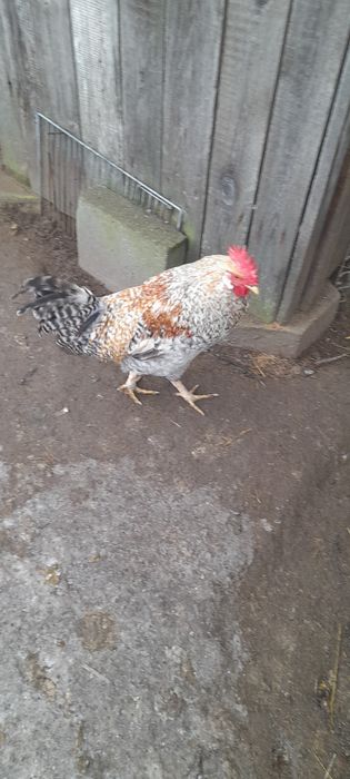 Sprzedam młode koguty