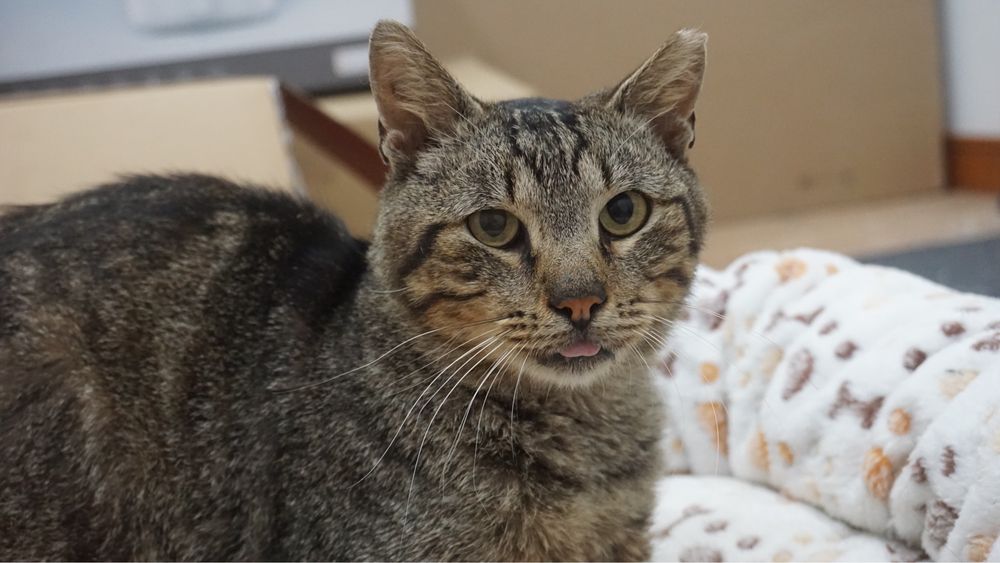 Gato FELV para adoção