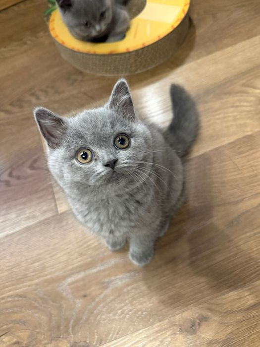 Prześliczne kocurki brytyjskie krótkowłose FPL