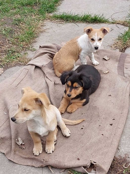 В добрі руки собачат 3 місяці