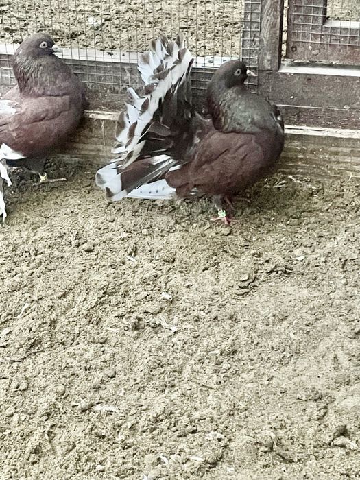 Gołębie ozdobne pawiki