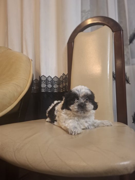 Suczka shih-tzu szczeniak