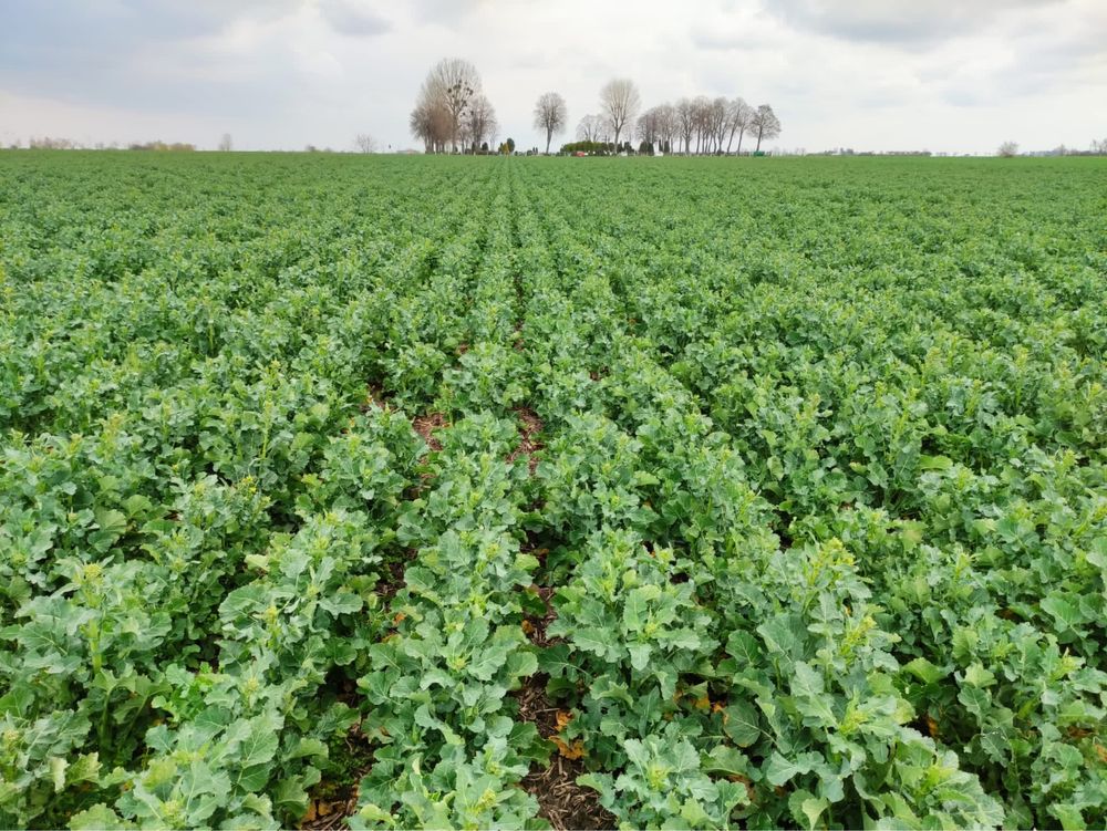 Usługi siewu siew rzepaku zbóż StripTill NoTill uprawa pasowa