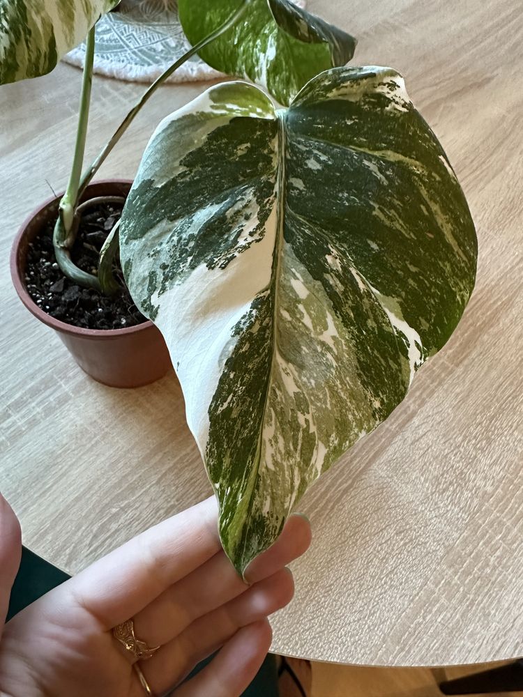 Monstera Variegata