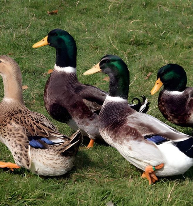 Temos patos rouen e ovos.