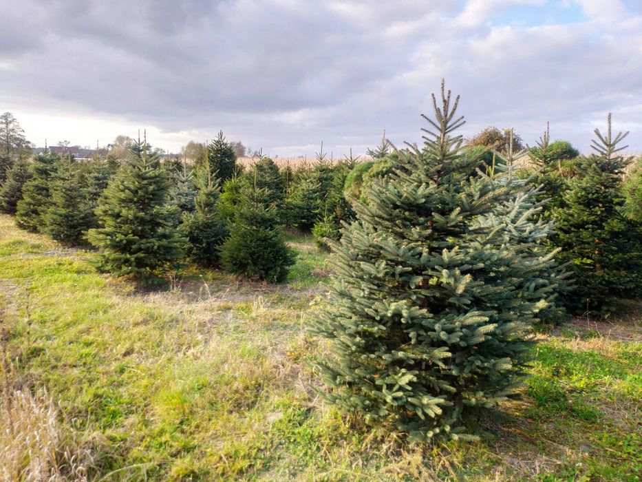 sprzedaż choinek świerkowych