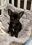 SWEET SISI -dziewczynka chihuahua