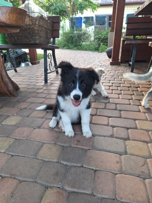 Piesek Border Collie ZKWP/FCI