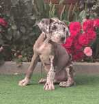 Dog niemiecki gotowy do odbioru pies