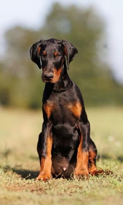 Doberman samiec z wyjątkowego skojarzenia ZKwP/FCI