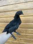 Kurczaki ozdobne ayam cemani kochin miniaturowy minor ayam czarny