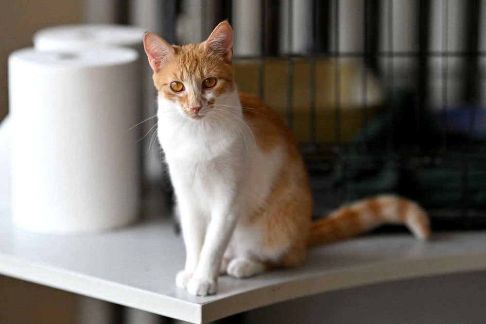 Piękna Morelka czeka na dom