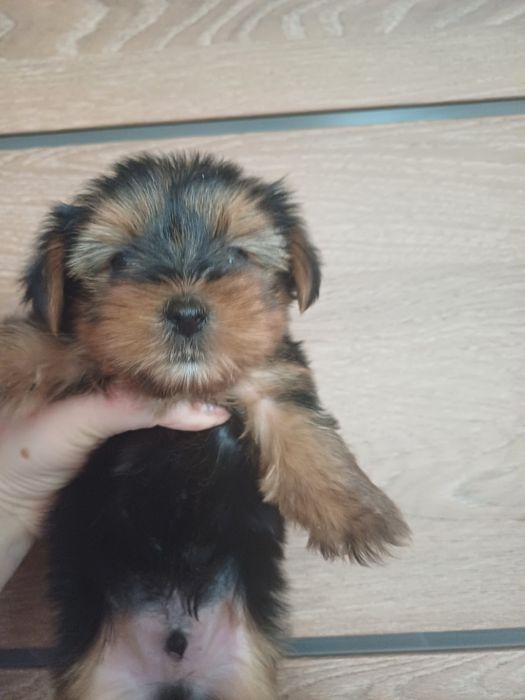 Йоркширские терьеры