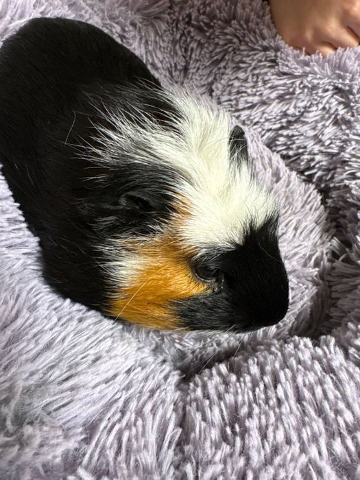 Отдам даром морского свина, зовут Эдик