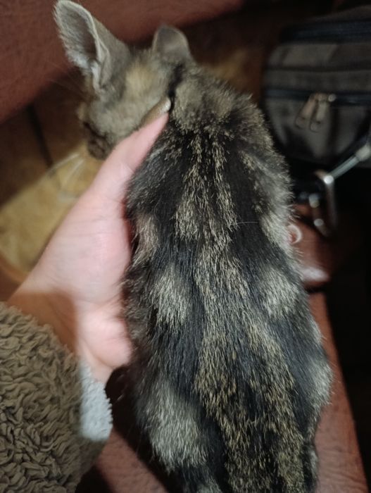 Котики в добрі руки