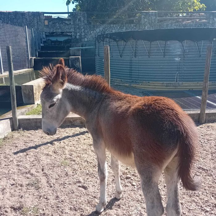 Burra de 6 meses em fase de desmame