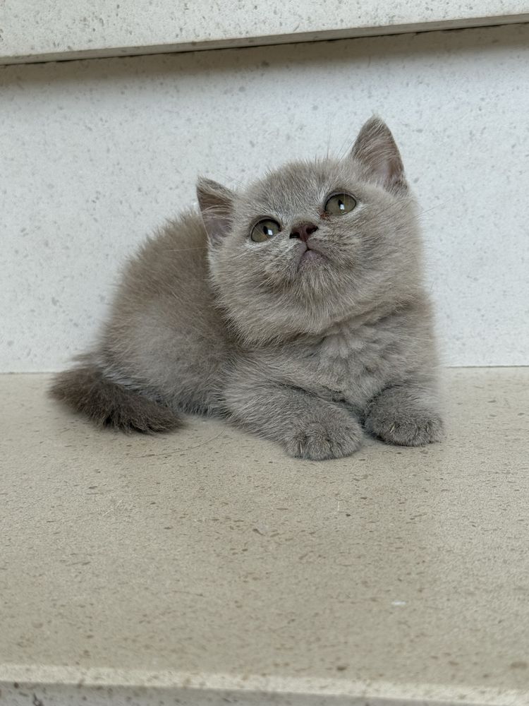 Gatinho macho british shorthair
