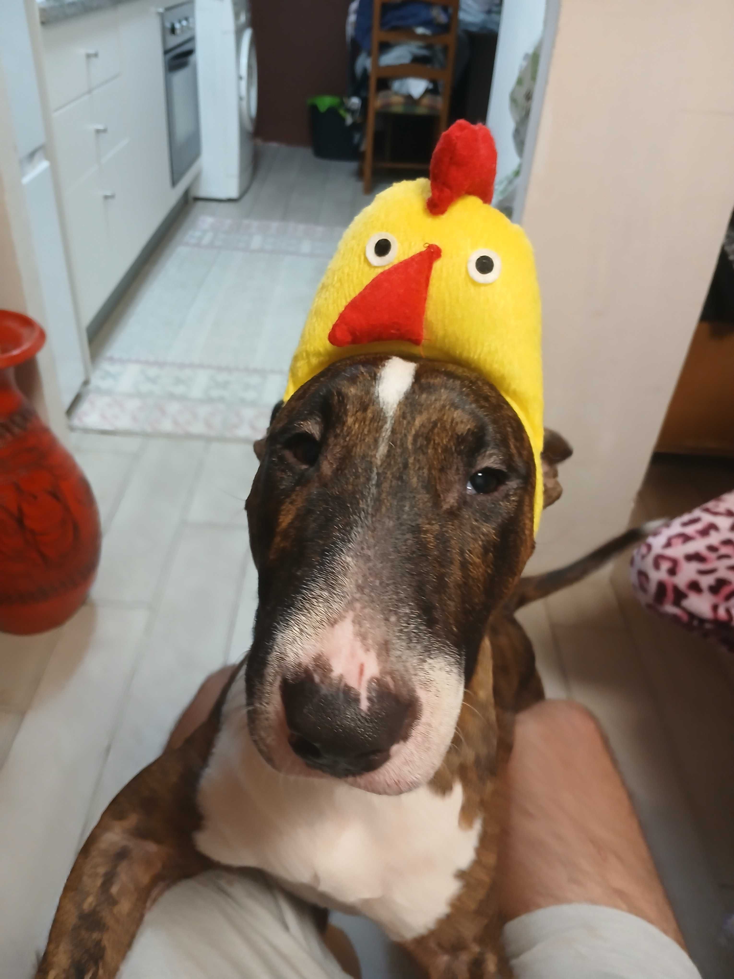 Dou cão  para adocao