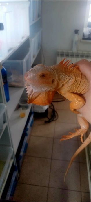 Jaszczurka Red Hypo