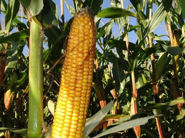 Kukurydza nasiona siewne  PAGANI  porcja 80tys nasion
