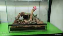 Terrarium 35x30x30