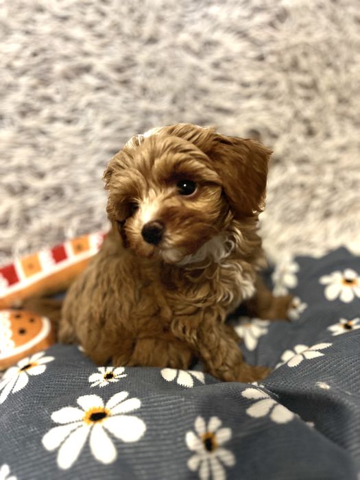 Piesek Maltipoo F1b